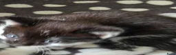 Russian Blue cats for sale: Baby kittens in Newcastle - Advert 5