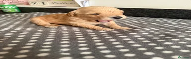 Goldendoodle Puppy 2