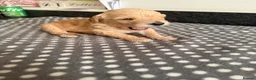 Goldendoodle dogs for sale: Ready to leave this week!! 1 girl left!!!  - Advert 16