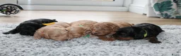 Cavapoo dogs for sale: Beautiful F1B Toy Cavapoo Puppies - Advert 20