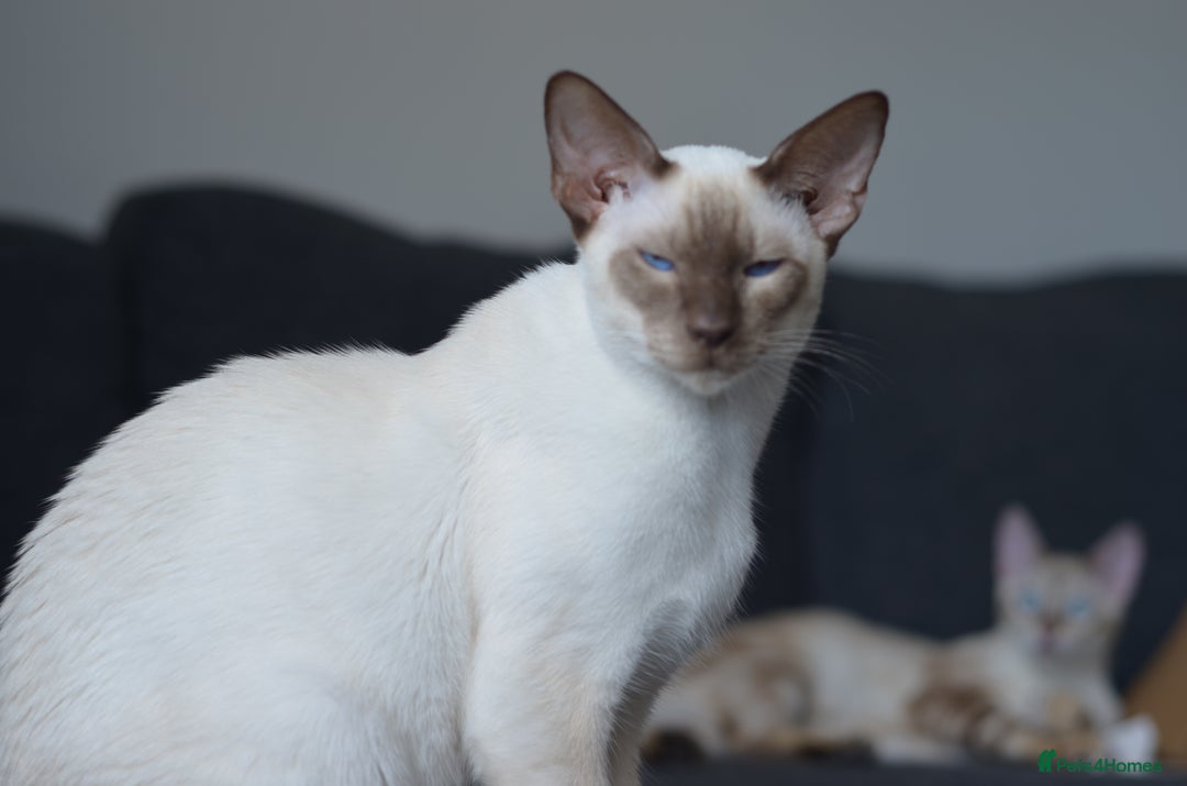 Siamese cats for sale: 🧬F1 BENAMESE KITTENS🧬  - Image 8