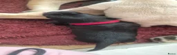 Labrador Retriever dogs for sale: Labrador puppies - Advert 31