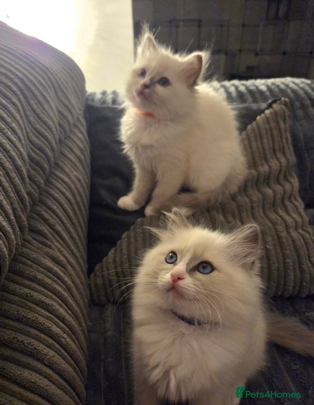 Ragdoll cats for sale: REGISTERED PEDIGREE RAGDOLL KITTENS BLUE  - Advert 10