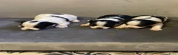 Biewer Terrier dogs for sale: Pure Miniature Biewer Terrier Puppies - Advert 5