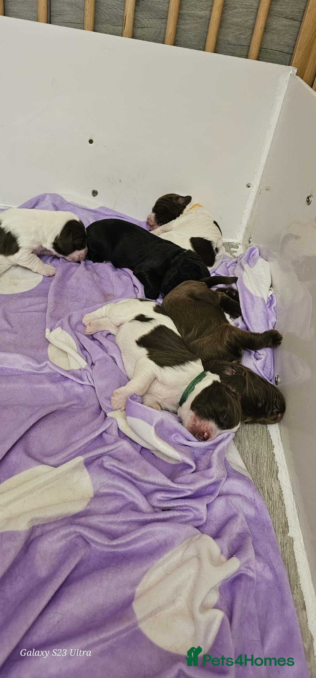 Sprocker dogs for sale: Adorable Sprocker Puppies  - Image 18