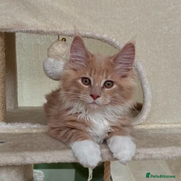 Maine Coon cats XL Maine Coon with big cat features LAST BOY - Advert 6