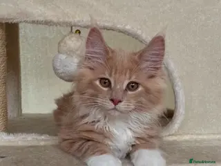 Maine Coon cats XL Maine Coon with big cat features LAST BOY - Advert 6