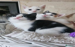 Selkirk Rex cats for sale: Adorable Selkirk Rex Kittens (Straight ) - Image 1