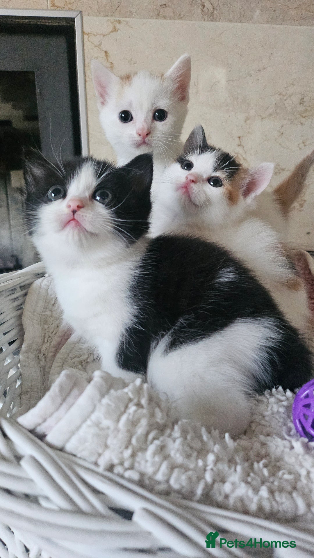 Selkirk Rex cats for sale: Adorable Selkirk Rex Kittens (Straight ) - Image 1