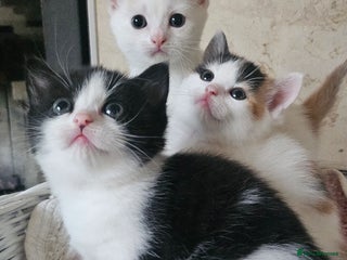 Selkirk Rex cats - Advert 3