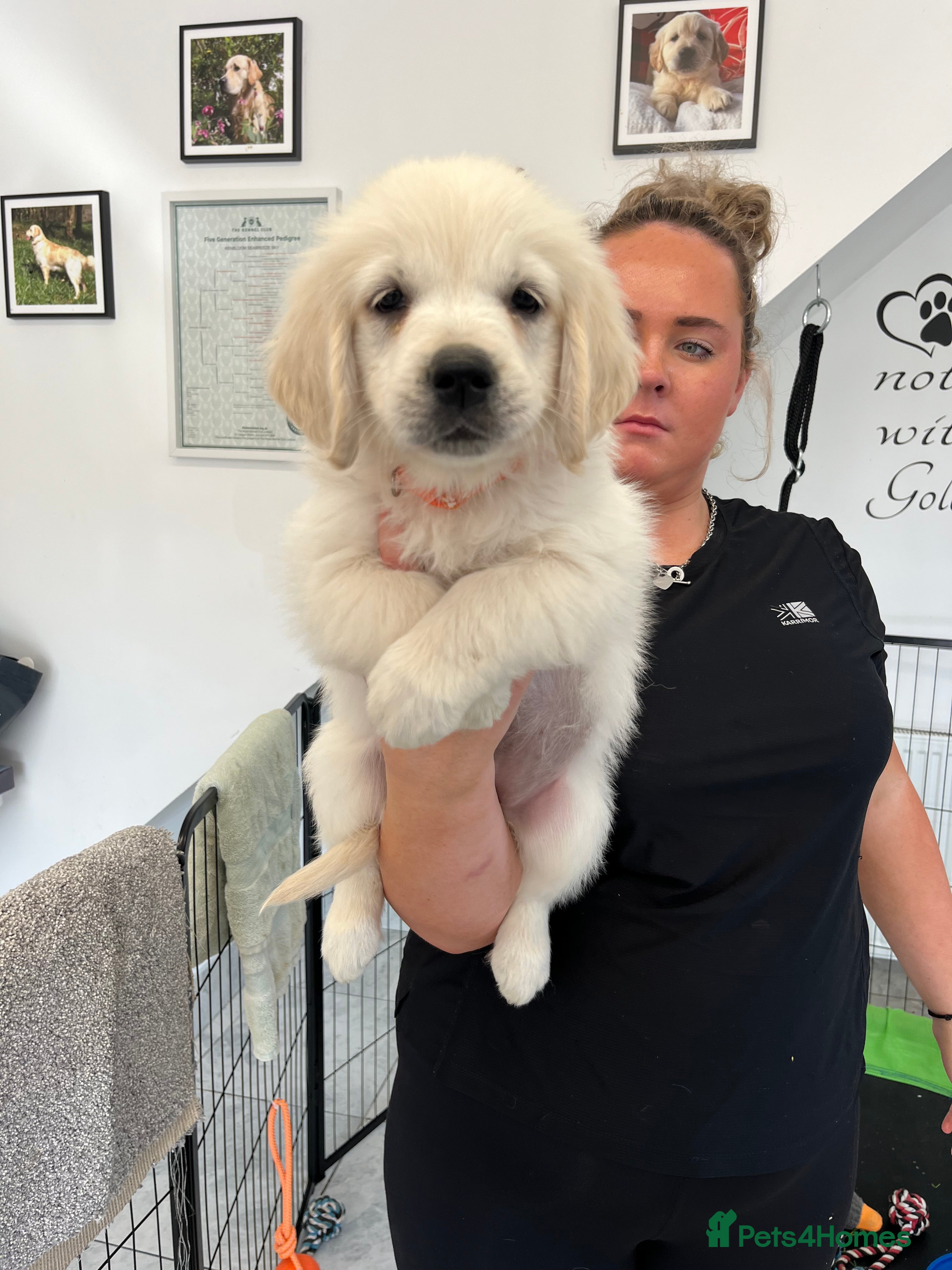 Golden Retriever dogs kc reg Fully health tested litter - Advert 2