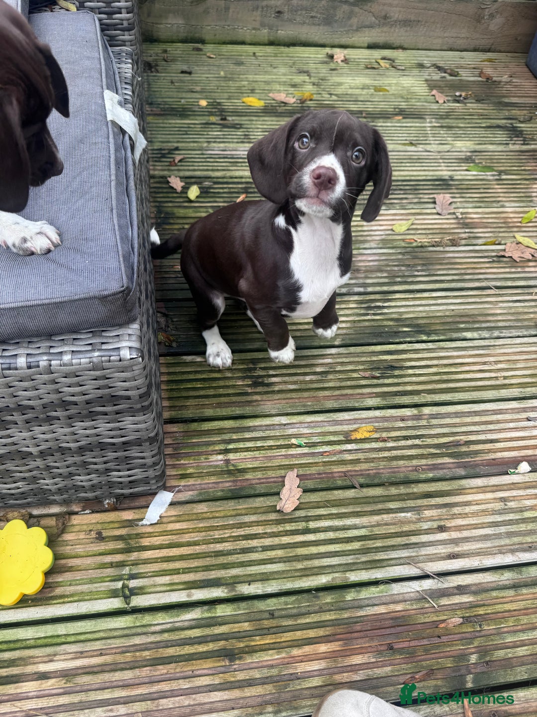 Mixed Breed dogs for sale: Chi sprocker  - Advert 22