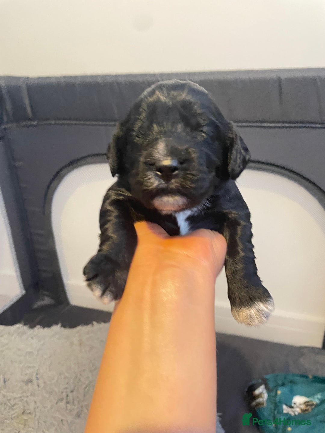 Cocker Spaniel dogs for sale: Cocker spaniel puppies - Advert 4