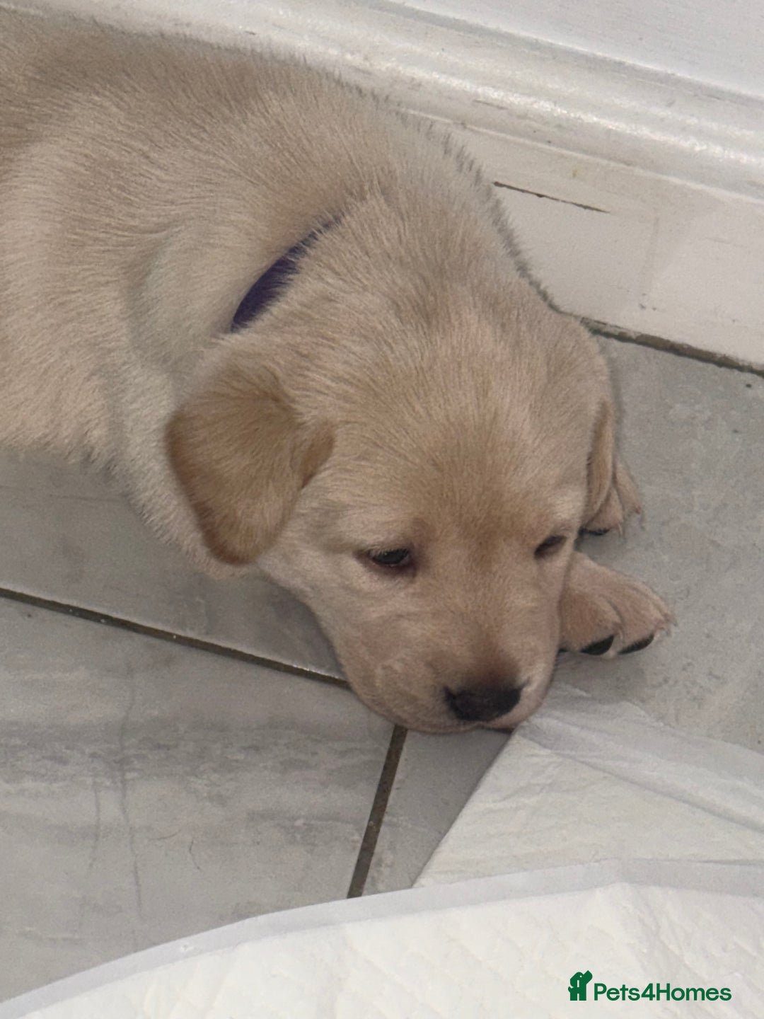 Labrador Retriever dogs for sale: Labrador puppies - 1 girl left!   - Advert 3