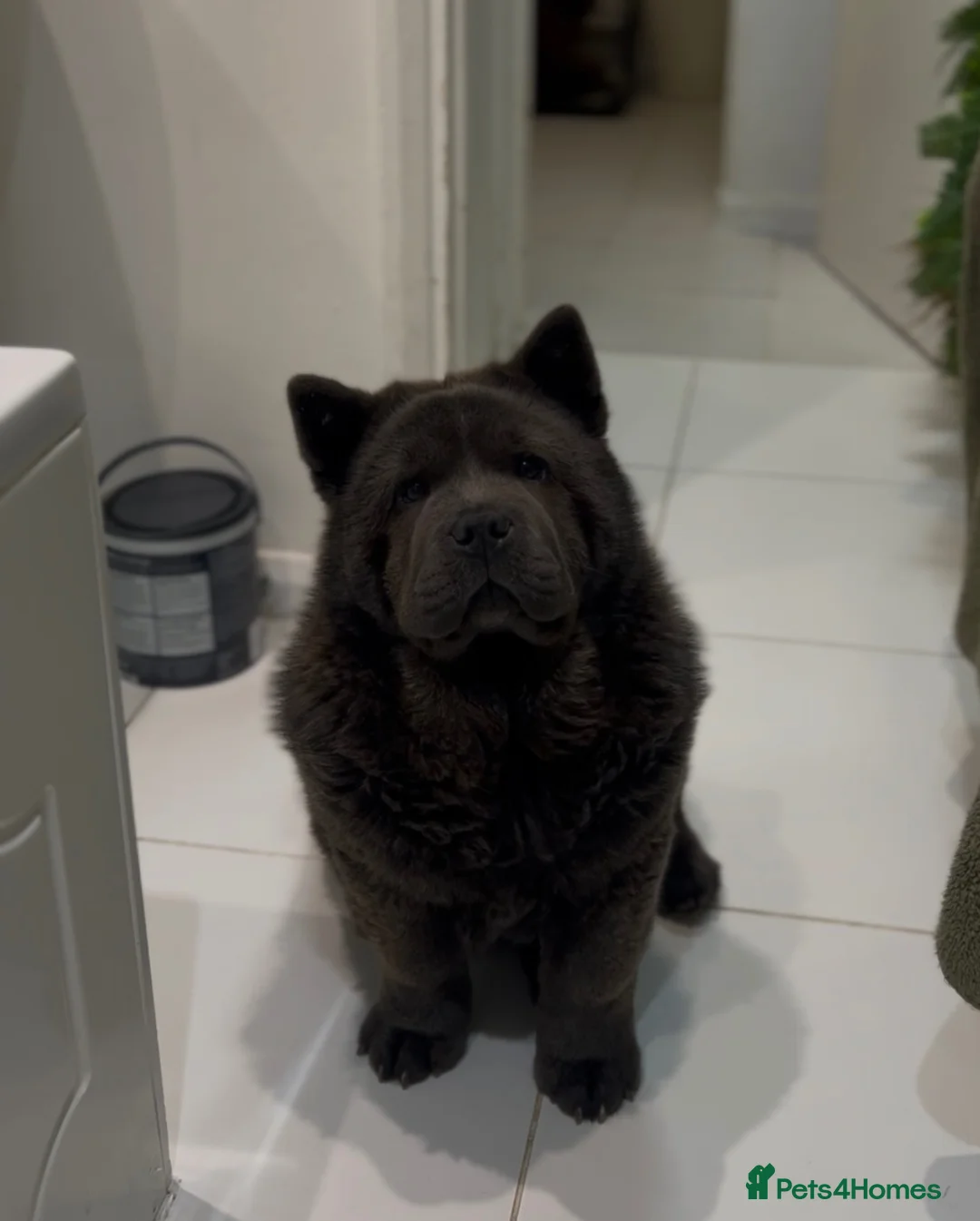 Chow Chow dogs for sale: Smooth blue bitch bear faced chow chow puppies  - Advert 2