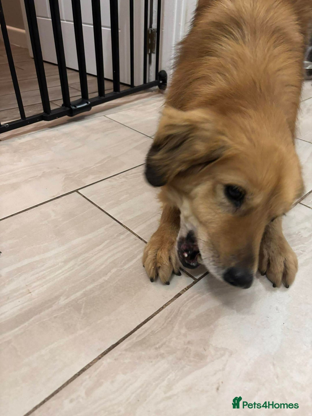 Mixed Breed dogs for adoption: Meet Twiggy,currently residing in Yorkshire  - Advert 2