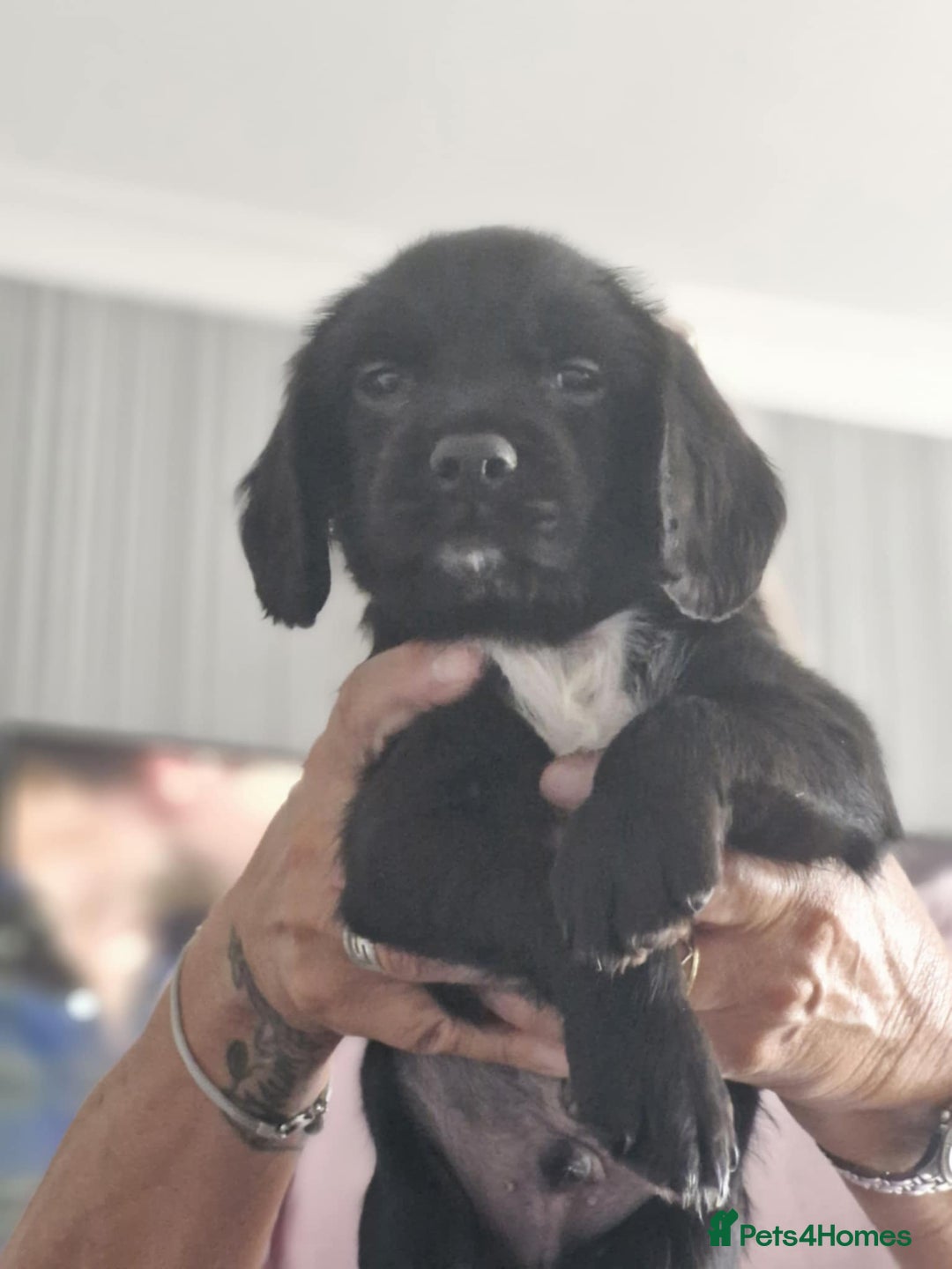 Sprocker dogs for sale: Sprocker Spaniels  - Image 8