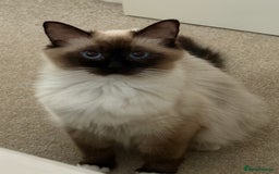 Ragdoll cats for sale: Purebred ragdoll kittens for sale  - Image 7