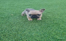 French Bulldog dogs for sale: French Bulldog puppies - Image 10