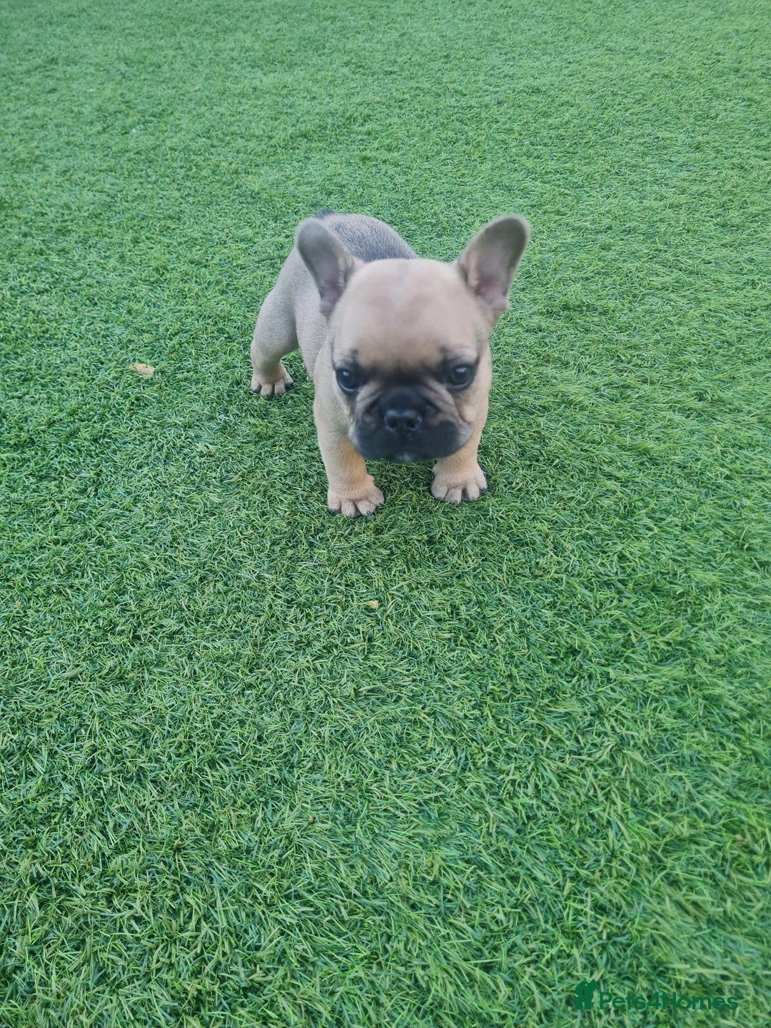 French Bulldog dogs for sale: French Bulldog puppies - Image 10