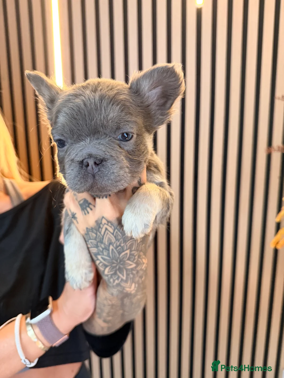 French Bulldog dogs for sale:  ** , EA husky, Full Fluffy, Pink, Isabella,  - Advert 2