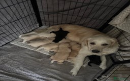 Goldador dogs for sale: 5 males 5 weeks old - Image 1