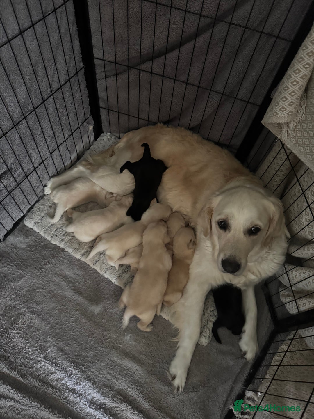Goldador dogs for sale: 5 males 5 weeks old - Image 1