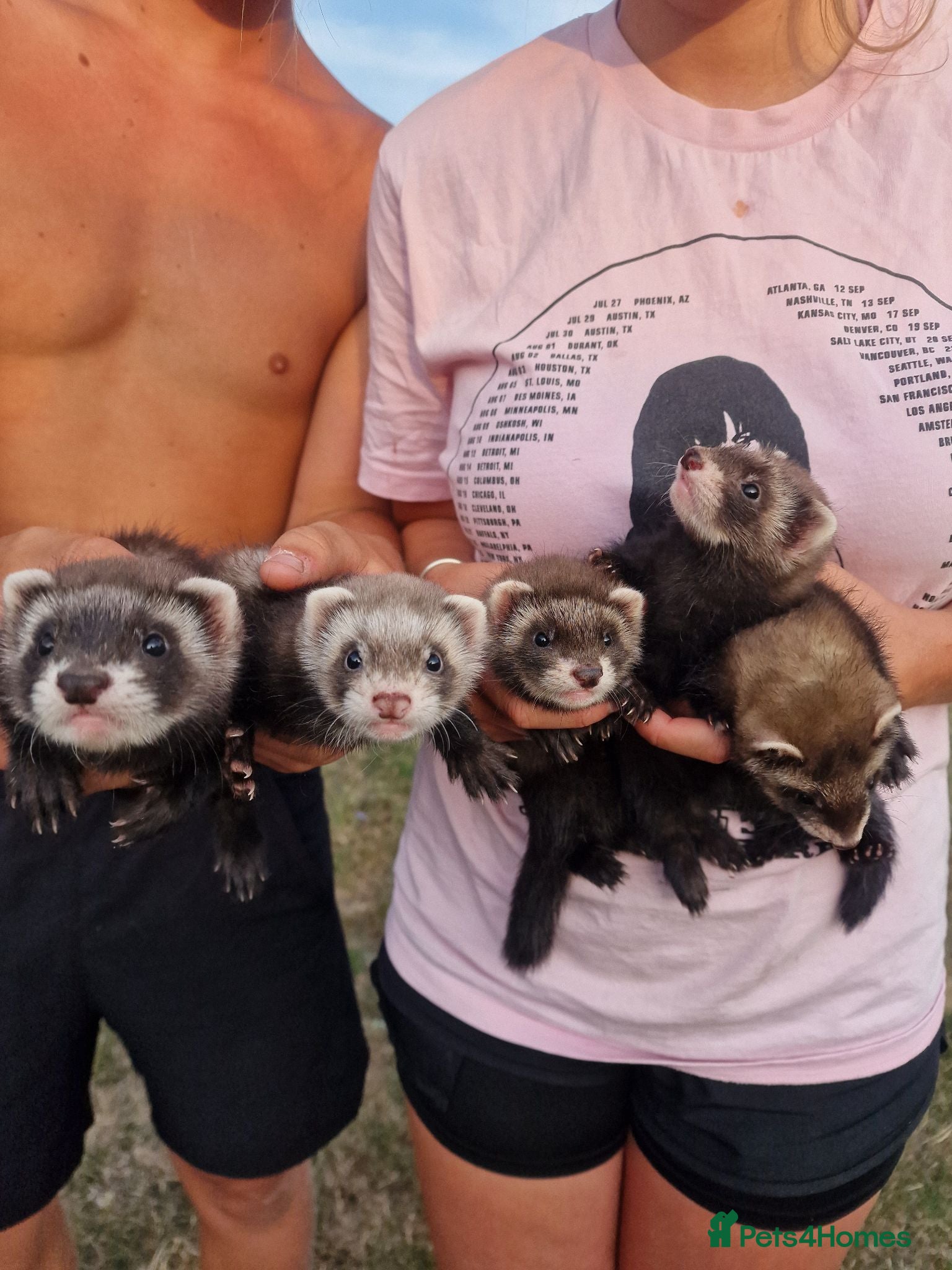Ferret rodents Ferrets for sale - Advert 1