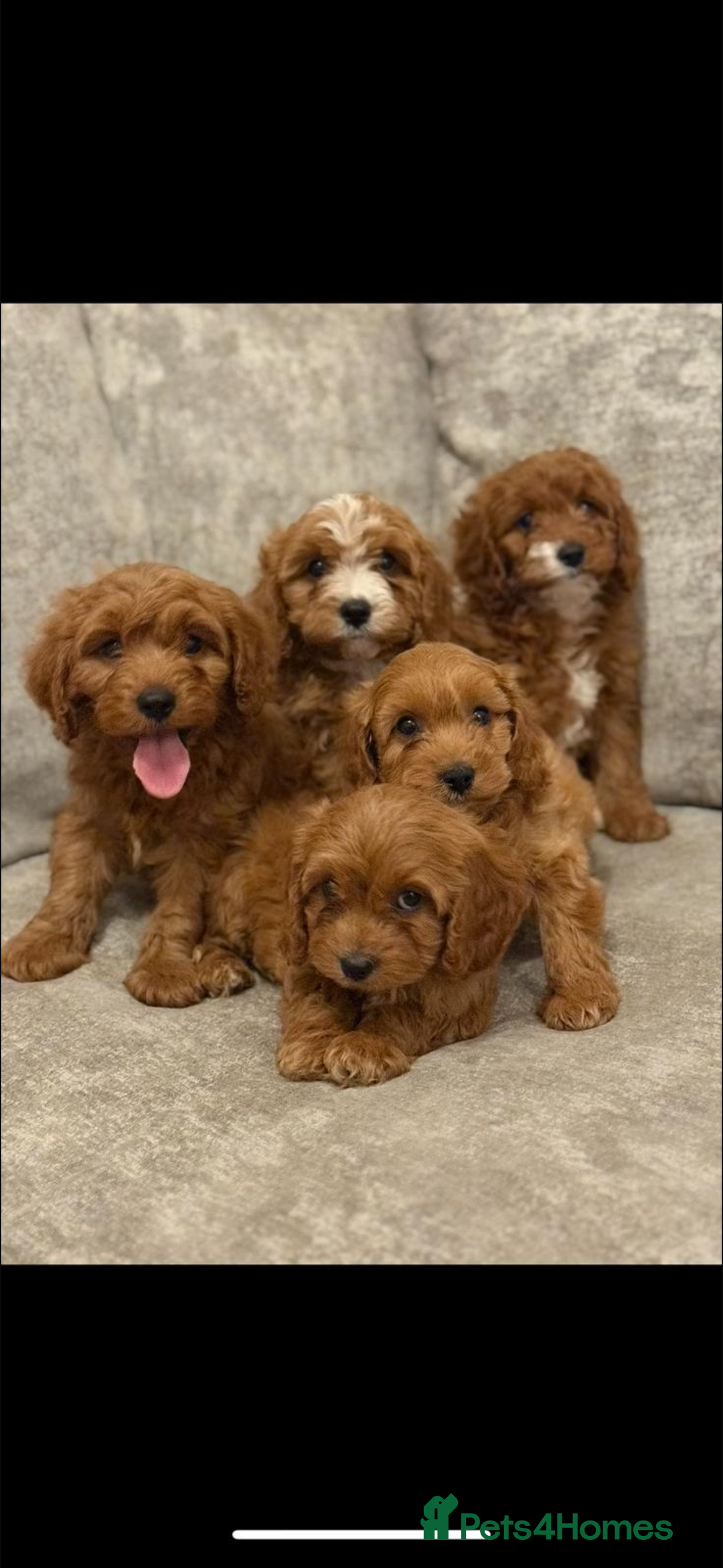 Cavapoo dogs for sale: F1 TOY CAVAPOO PUPPIES  - Image 17