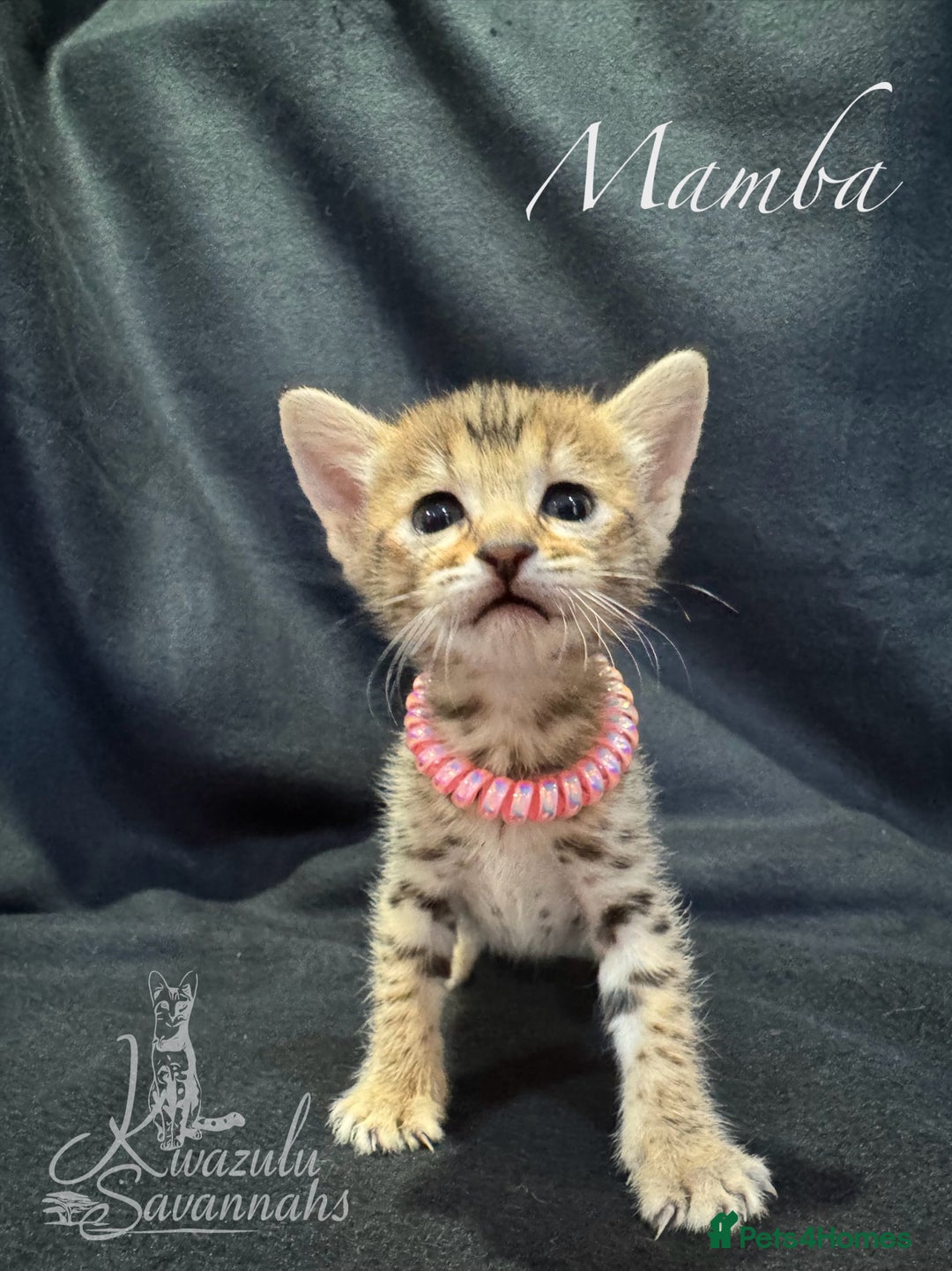 Savannah cats for sale: Exceptional Quality Tica Registr. Savannah Kittens - Image 25
