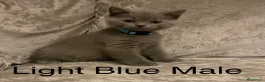 British Shorthair Light Blue Male