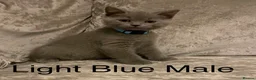 British Shorthair cats for sale: Navy male last of the litter **UNREGISTERED* - Advert 5