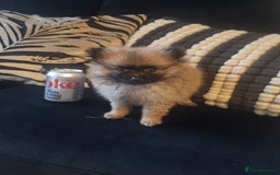 Pomeranian dogs for sale: Xxs Pomeraniums  - Image 16