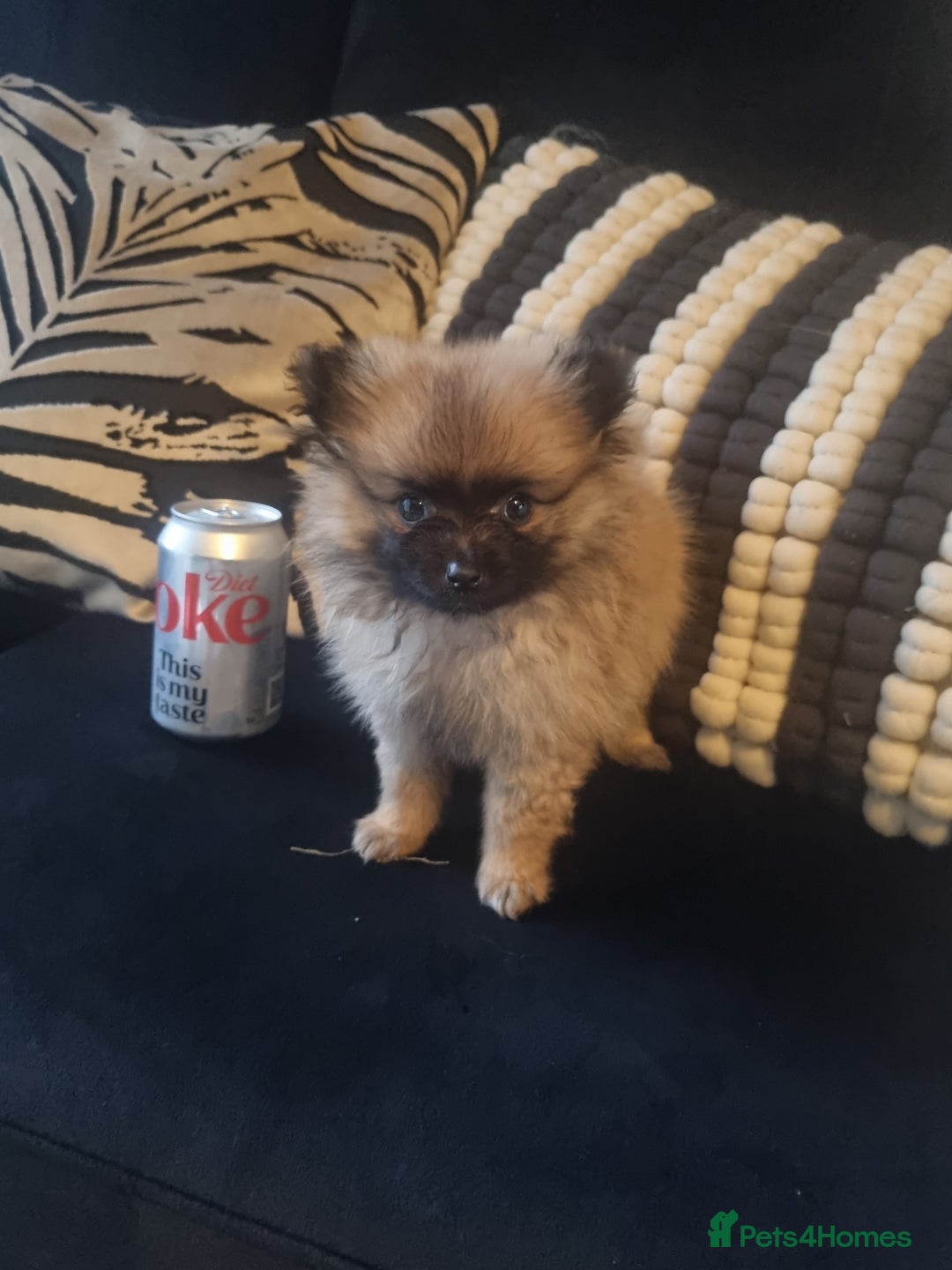 Pomeranian dogs for sale: Xxs Pomeraniums  - Image 16