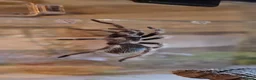 Tarantulas invertebrates for sale: Mexican Red-Knee Tarantula – Approx. 4 Years Old - Advert 3