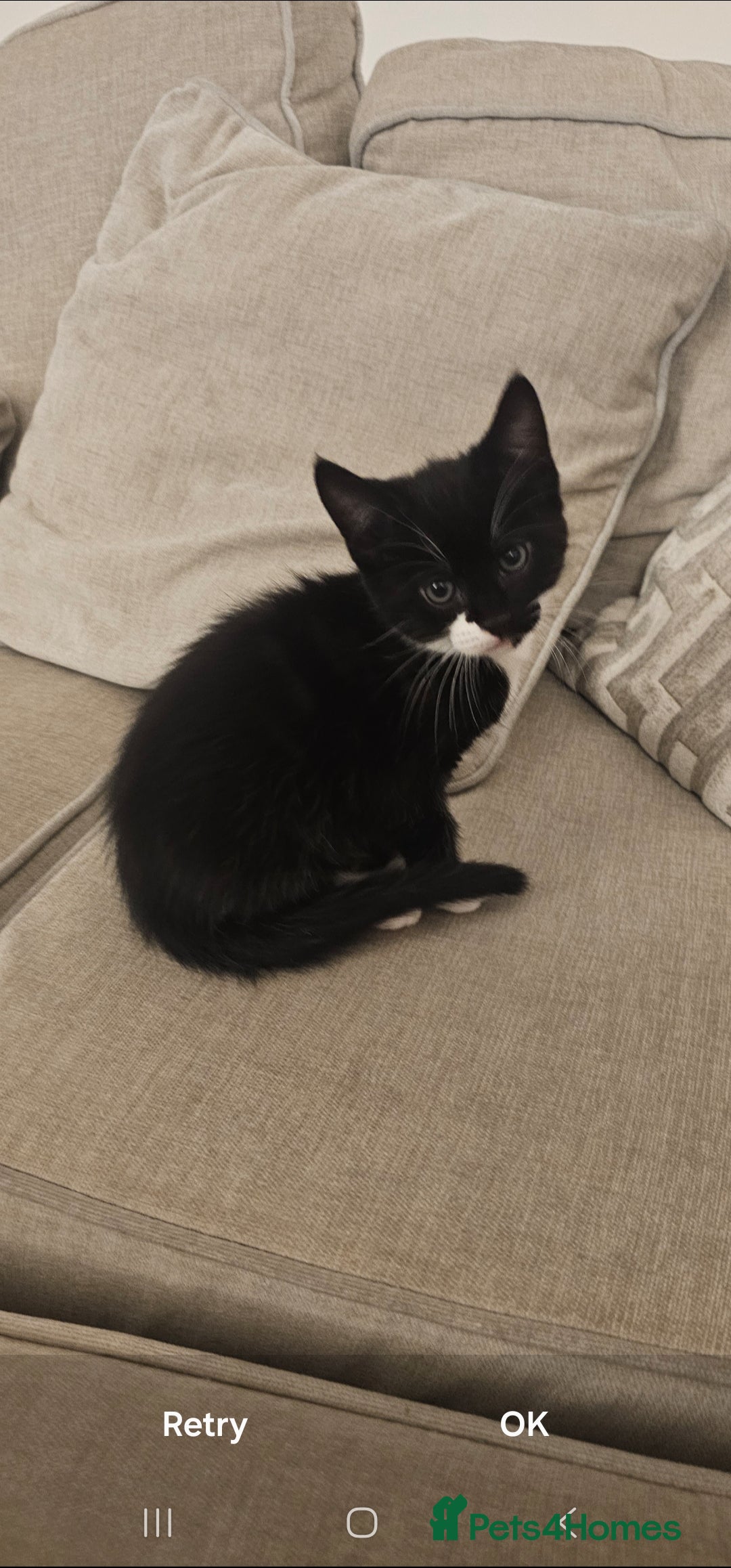 Mixed Breed cats for sale: Bundle of love 2 x beautiful kitties - Advert 3