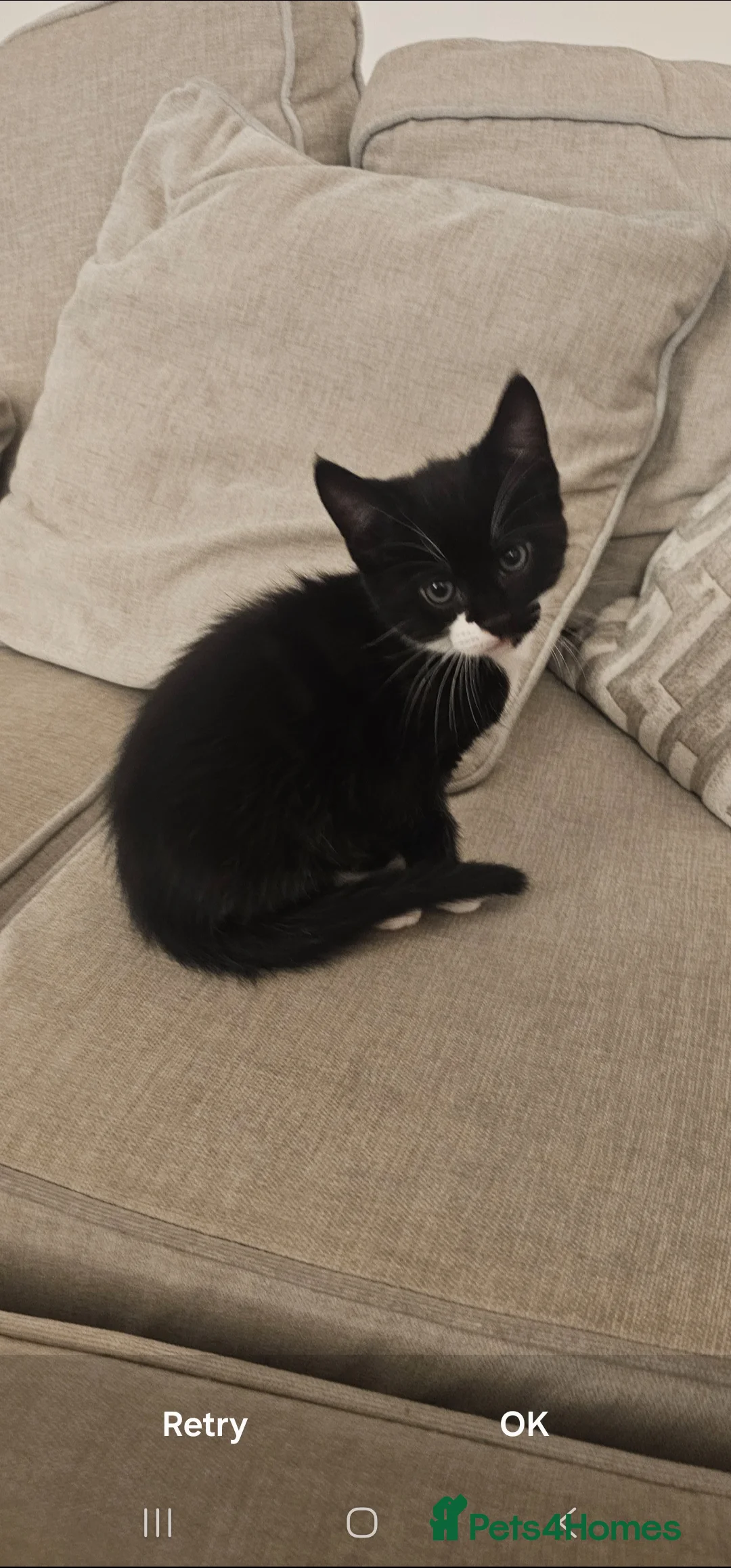 Mixed Breed cats for sale: Bundle of love 2 x beautiful kitties - Advert 3