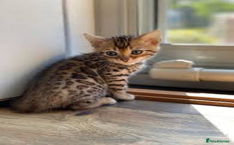Bengal cats - Advert 13