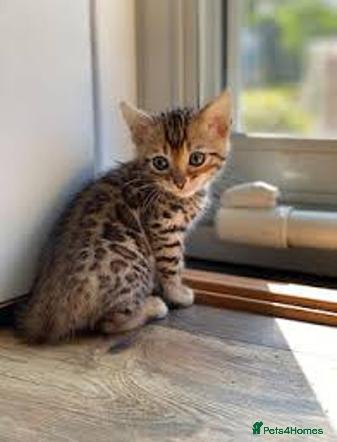 Bengal cats for sale: bengal kittens - Image 1