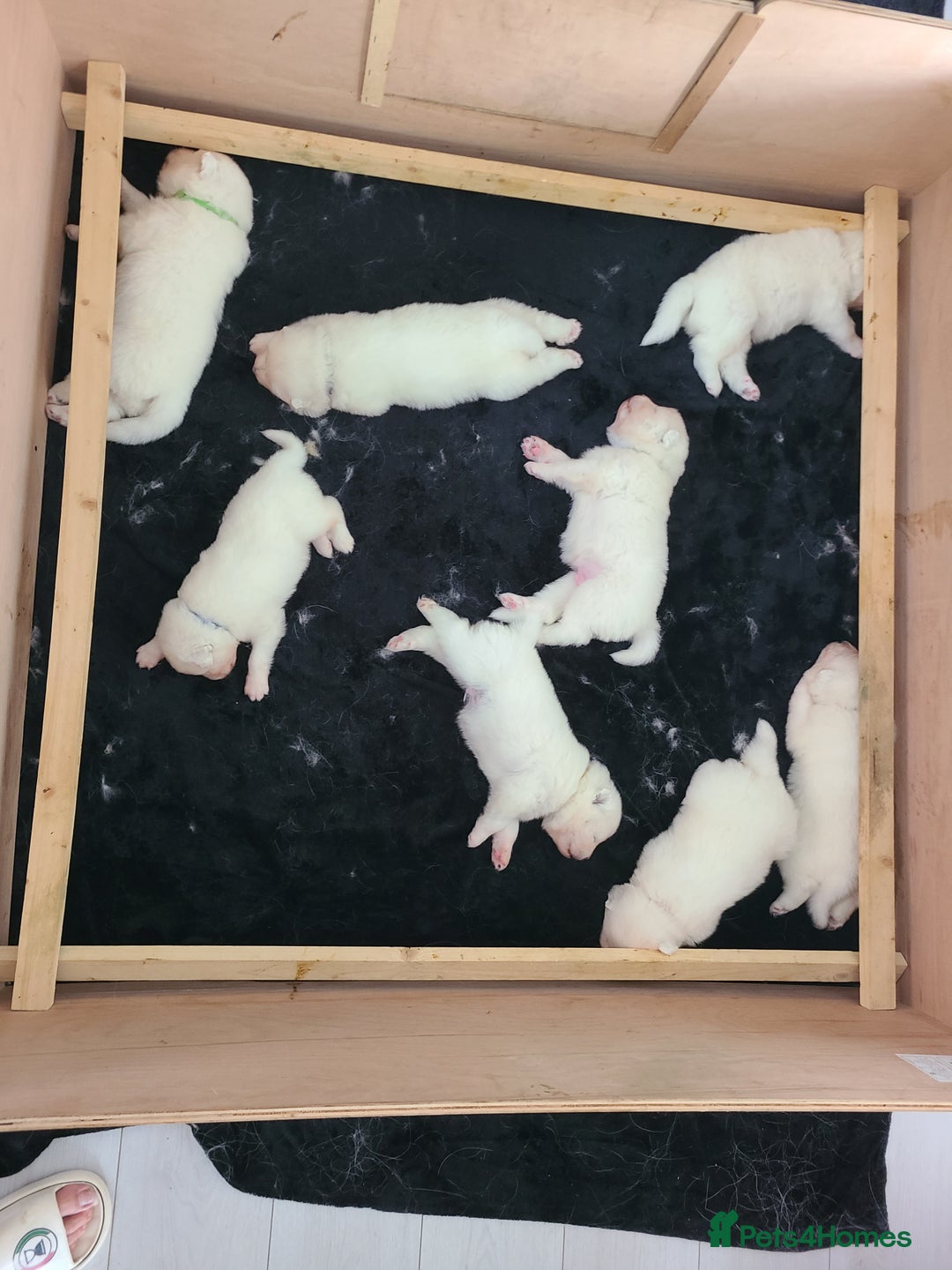 Samoyed dogs for sale: 🐾 Exceptional Pedigree Samoyed Puppies  🐾 - Image 16