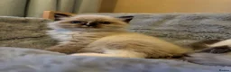 Ragdoll cats for sale: Ragdoll kittens tica registeted - Advert 4