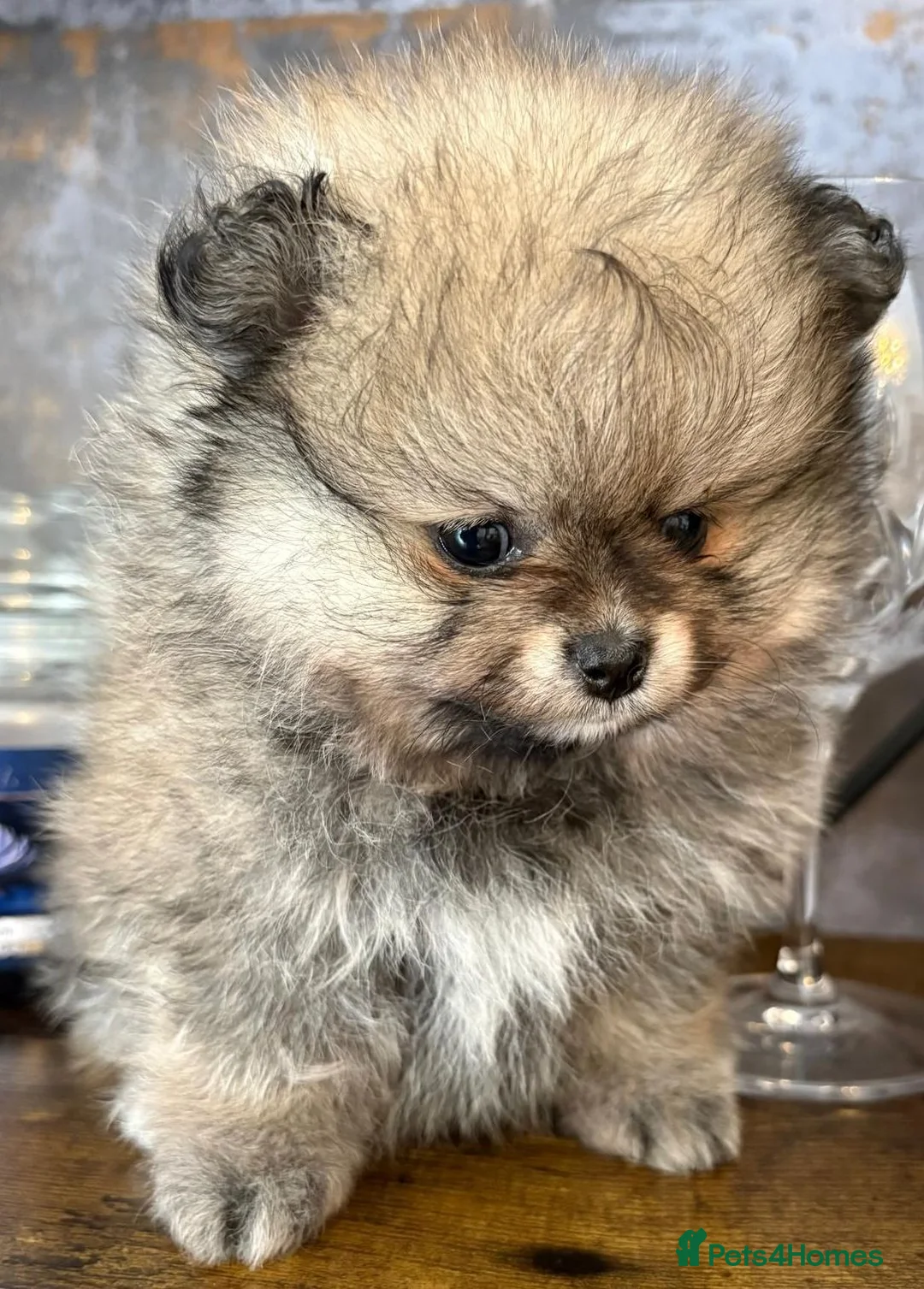 Pomeranian dogs for sale: Female Pomeranian Puppies - Advert 1