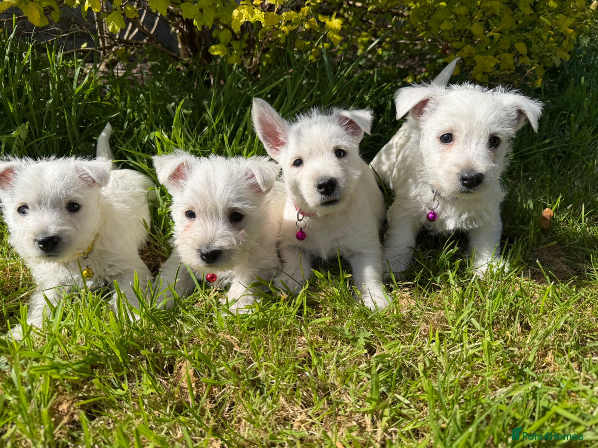 West Highland Terrier dogs West Highland Terrier Puppies - Advert 1