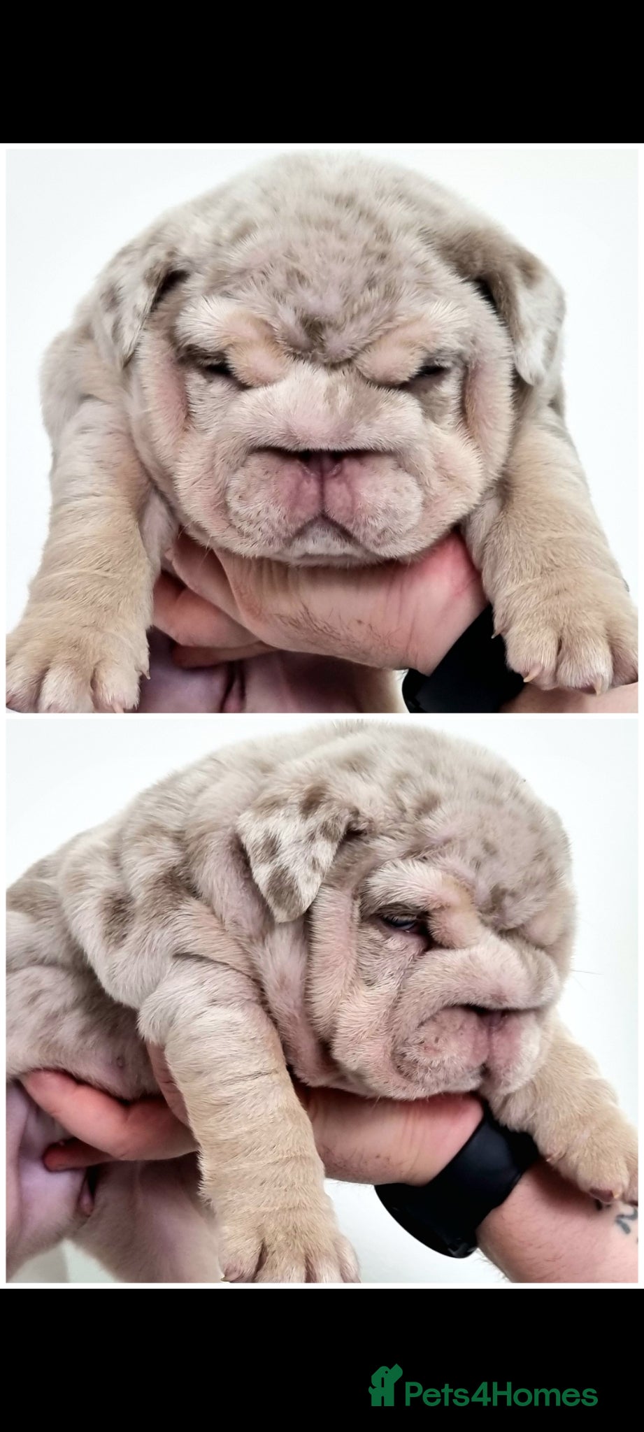 English Bulldog dogs 2 stunning Girl English bulldogs - Advert 8