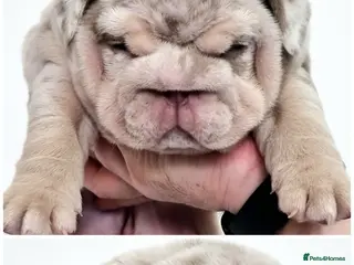 English Bulldog dogs 2 stunning Girl English bulldogs - Advert 8