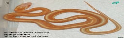 Corn Snake reptiles for sale: 2025 Scaleless cornsnakes  - Advert 5