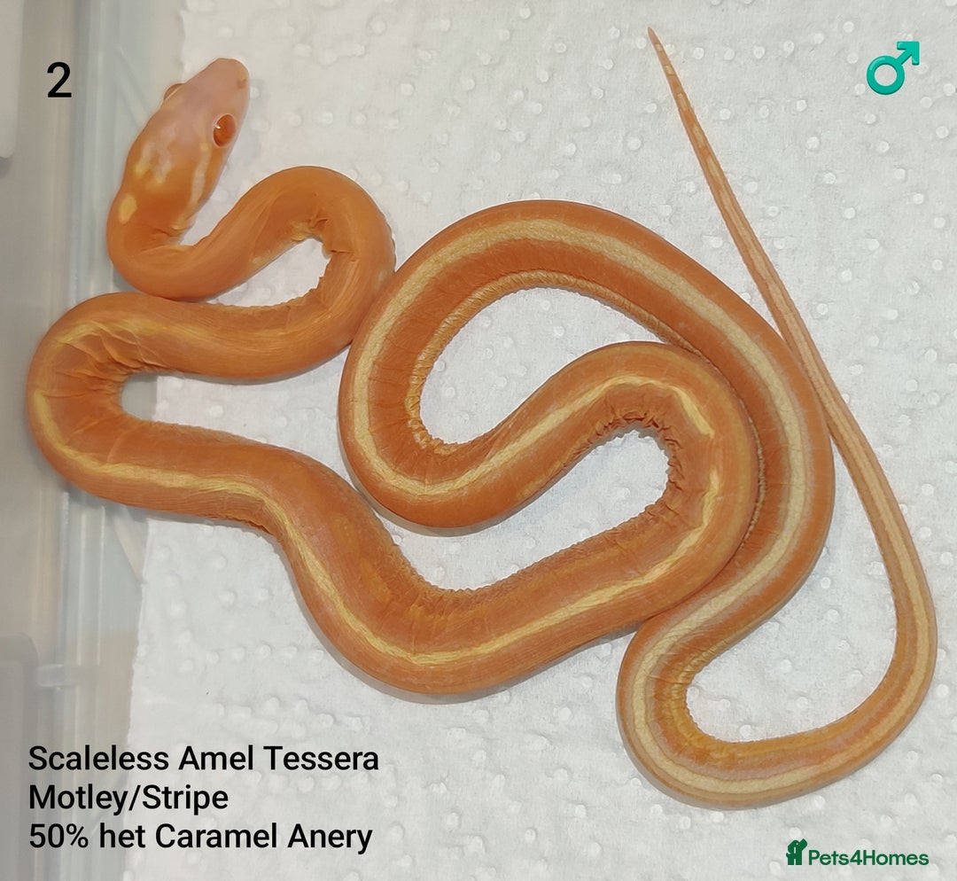 Corn Snake reptiles for sale: 2025 Scaleless cornsnakes  - Advert 5