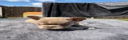 French Bulldog dogs for sale: Kc Health clear Pink Fluffy Producers  - Advert 12