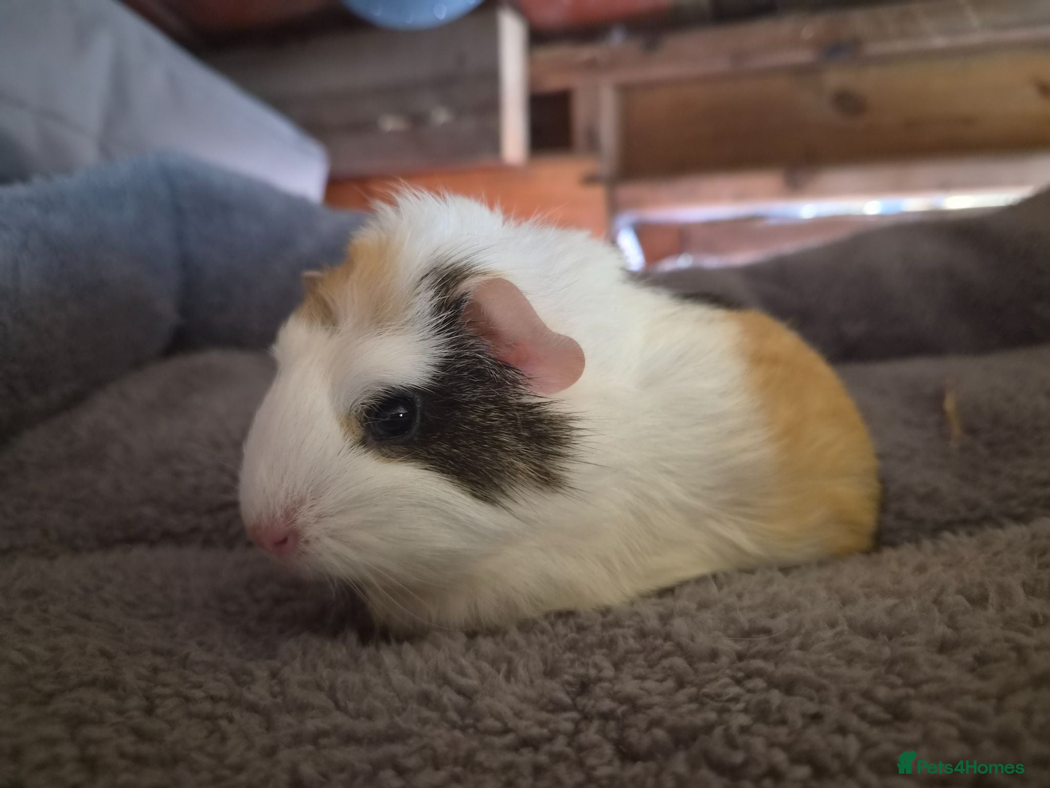 Guinea Pig rodents baby guinea pigs - Advert 3