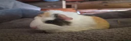 Guinea Pig rodents for sale: baby guinea pigs in Keith - Advert 1